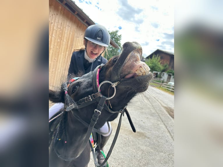 Shetlandsponnyer Blandning Sto 11 år 110 cm Svart in Rinn