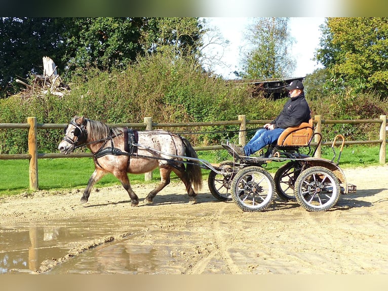 Shetlandsponnyer Blandning Sto 11 år 117 cm Leopard-Piebald in Halle