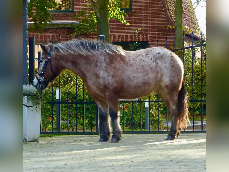 Shetlandsponnyer Blandning Sto 11 år 117 cm Leopard-Piebald in Halle