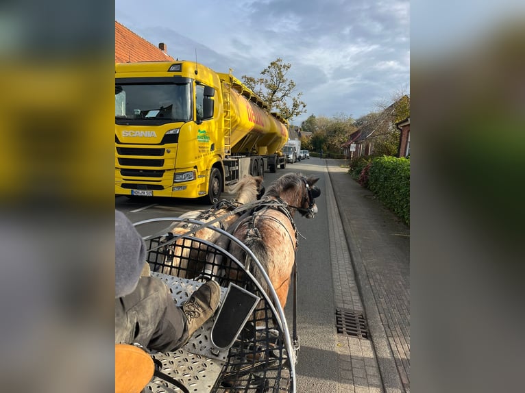 Shetlandsponnyer Blandning Sto 11 år 117 cm Leopard-Piebald in Halle