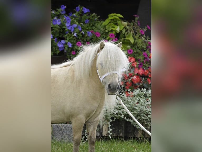 Shetlandsponnyer Sto 12 år 80 cm Palomino in Lodz