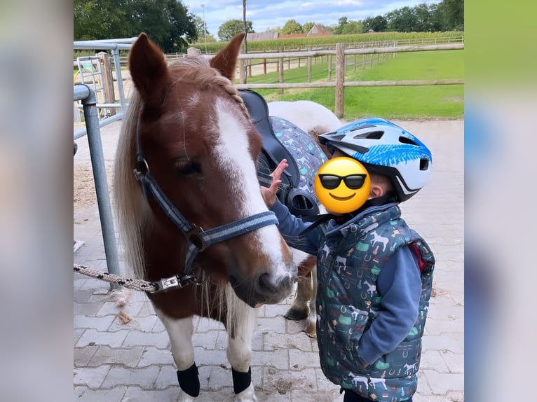 Shetlandsponnyer Sto 14 år 96 cm Pinto in Wielen