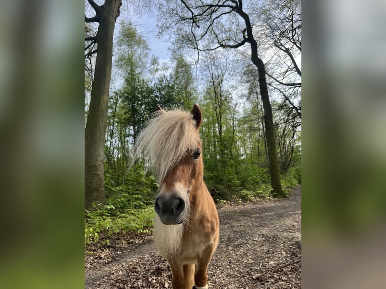 Shetlandsponnyer Sto 17 år 90 cm in Herne