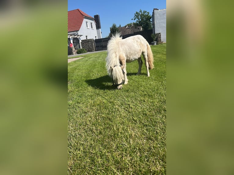 Shetlandsponnyer Sto 1 år Pinto in Rhinow