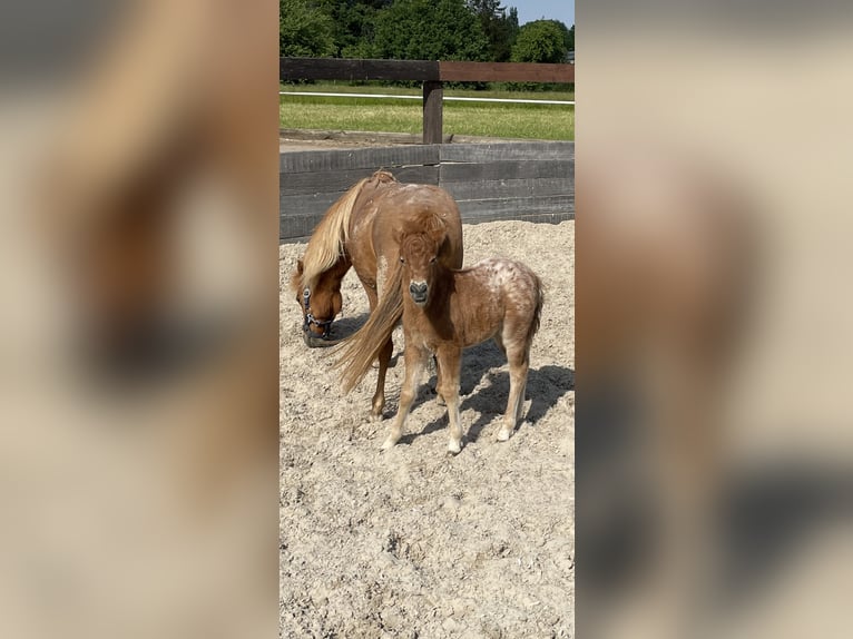 Shetlandsponnyer Sto 2 år 105 cm Leopard-Piebald in Penig