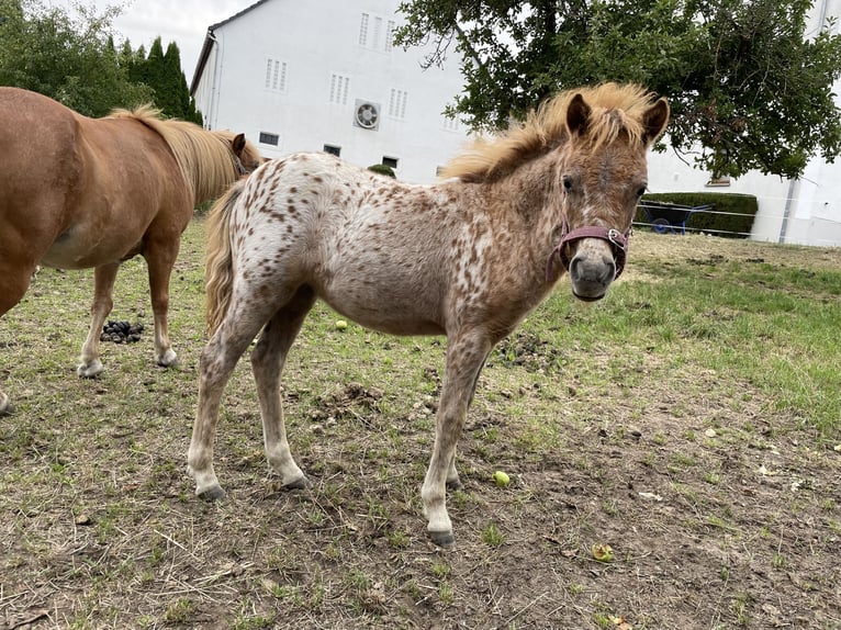 Shetlandsponnyer Sto 2 år 105 cm Leopard-Piebald in Penig