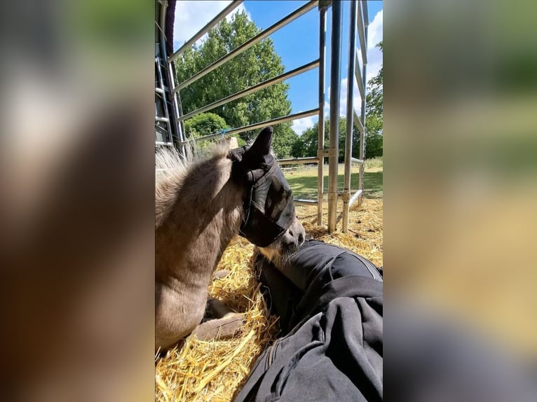 Shetlandsponnyer Sto 2 år 105 cm Leopard-Piebald in Bielefeld