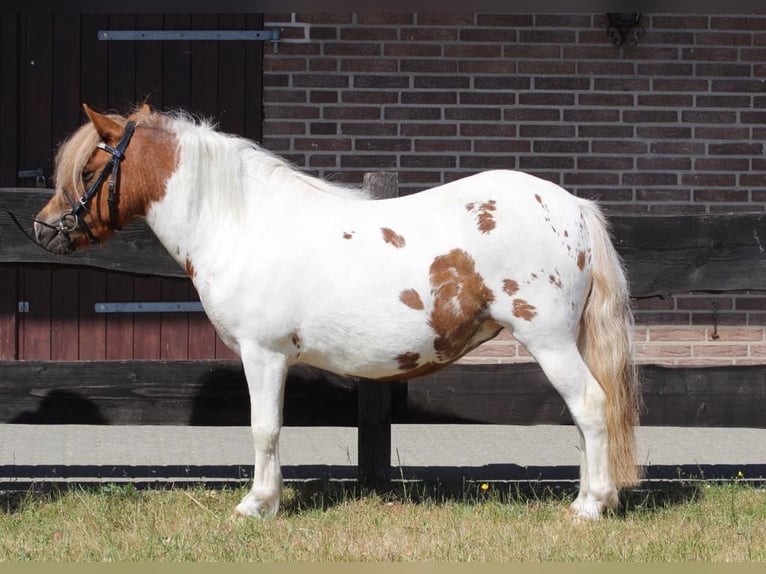 Shetlandsponnyer Sto 4 år 103 cm Pinto in Hamburg Lemsahl-Mellingstedt