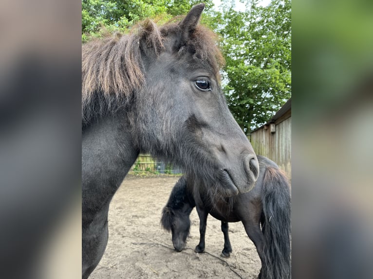 Shetlandsponnyer Sto 4 år 104 cm Svart in BosaU