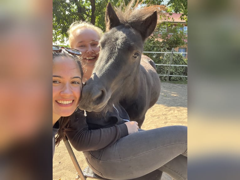 Shetlandsponnyer Sto 4 år 105 cm Svart in BosaU