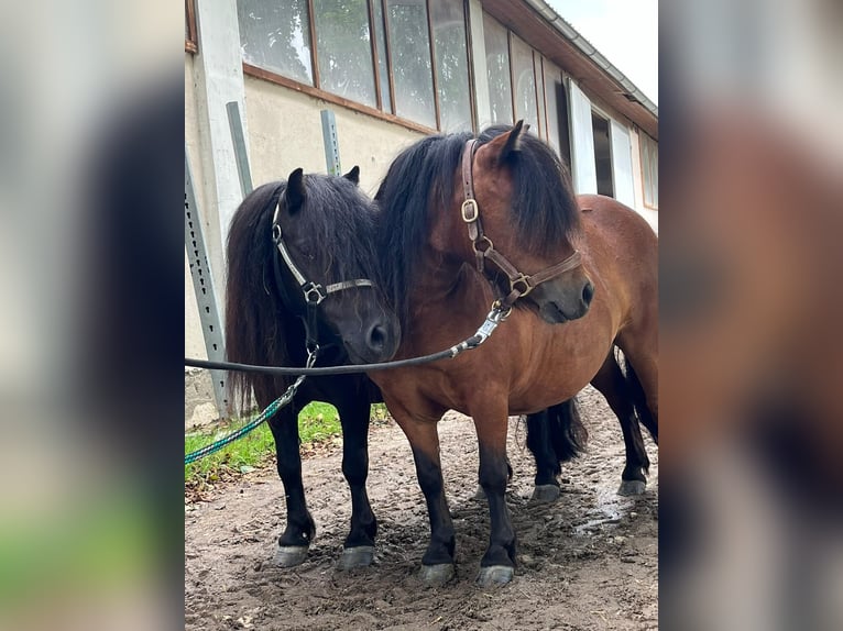 Shetlandsponnyer Sto 5 år 85 cm Brun in Eggelsberg