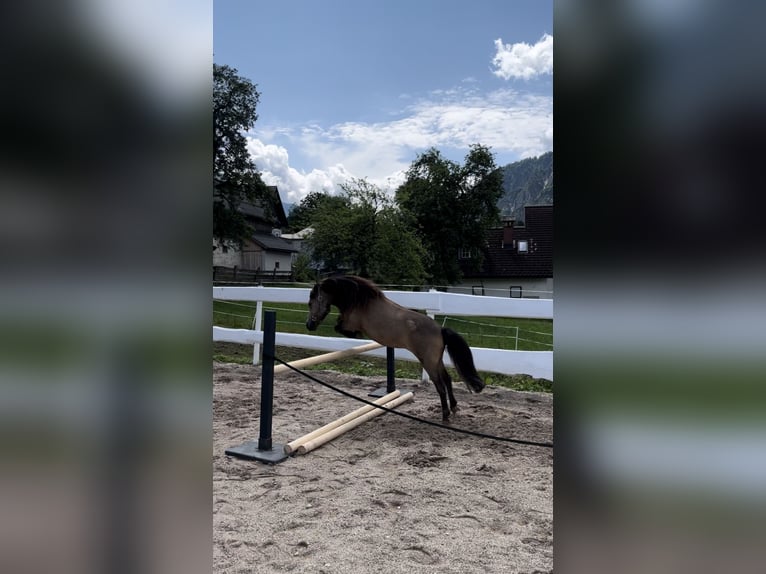 Shetlandsponnyer Sto 6 år 108 cm Brun in Schwanenstadt