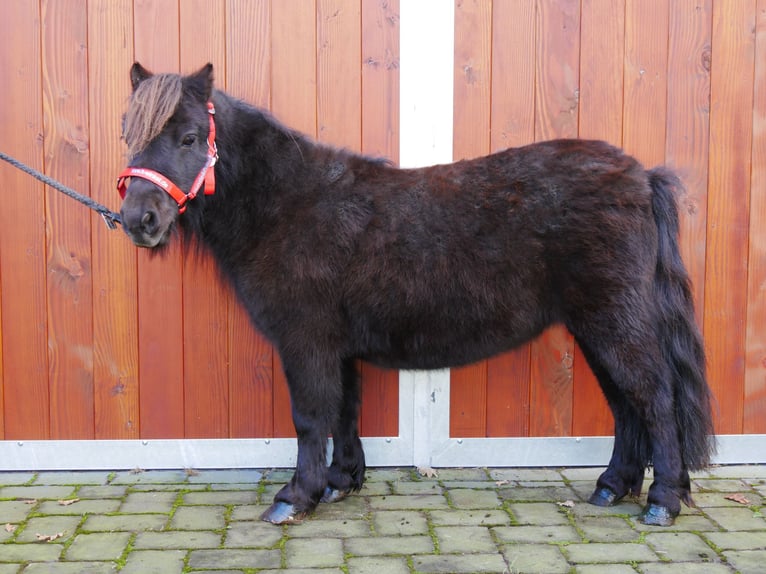 Shetlandsponnyer Sto 9 år 95 cm in Dorsten