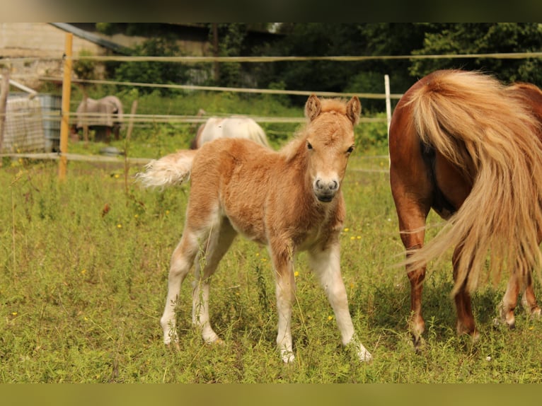 Shetlandsponnyer Sto Föl (05/2024) Palomino in Béthisy-Saint-Pierre