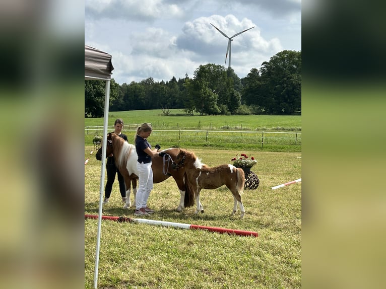 Shetlandsponnyer Sto Föl (05/2024) Pinto in Königsbrunn