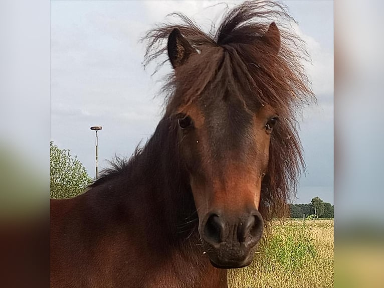 Shetlandsponnyer Valack 10 år 91 cm Mörkbrun in Rahden