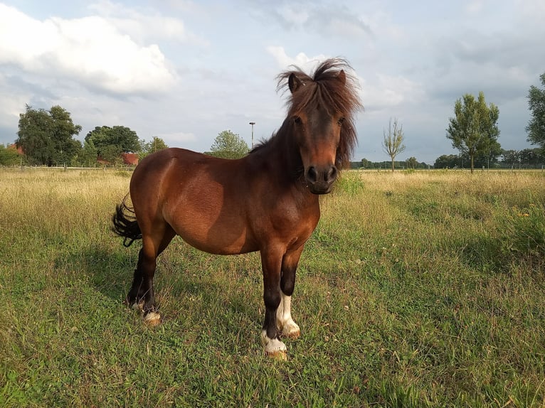 Shetlandsponnyer Valack 10 år 91 cm Mörkbrun in Rahden