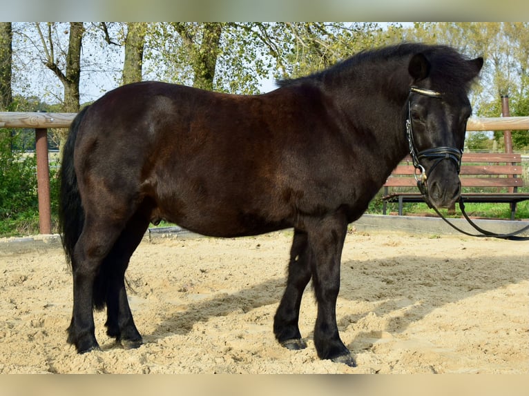 Shetlandsponnyer Blandning Valack 11 år 115 cm Mörkbrun in Beucha