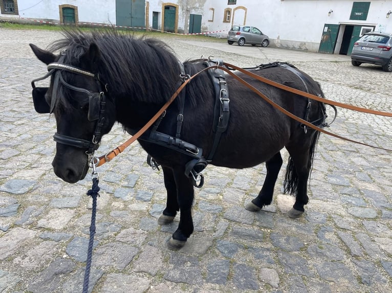 Shetlandsponnyer Blandning Valack 11 år 115 cm Mörkbrun in Beucha