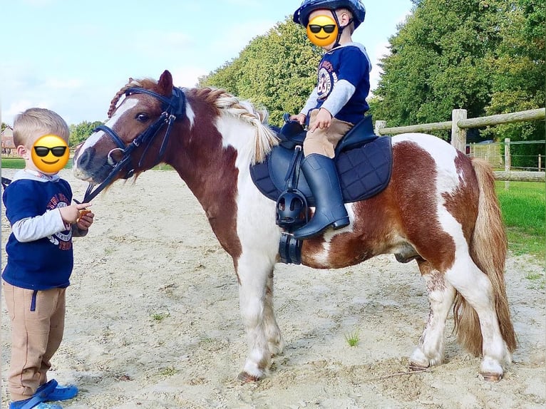 Shetlandsponnyer Valack 11 år 93 cm Pinto in Halle