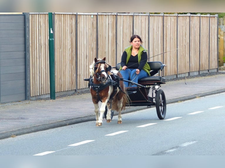 Shetlandsponnyer Valack 11 år 93 cm Pinto in Halle