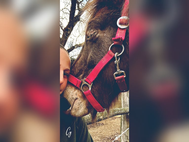 Shetlandsponnyer Blandning Valack 12 år 114 cm in Oberhautzental