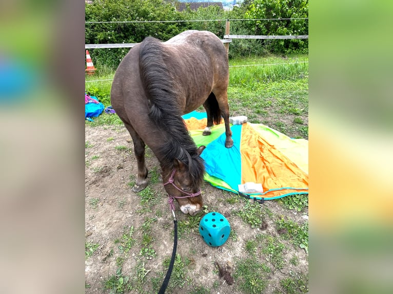 Shetlandsponnyer Blandning Valack 12 år 114 cm in Oberhautzental