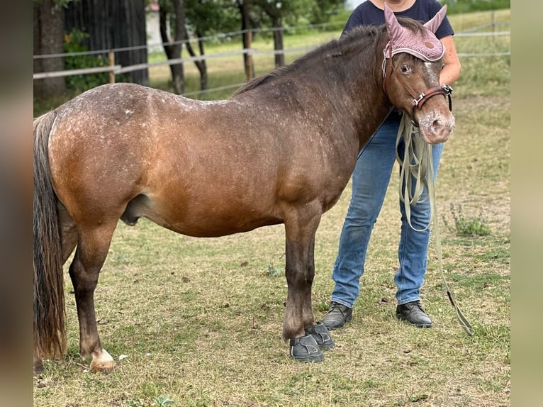 Shetlandsponnyer Blandning Valack 12 år 114 cm in Oberhautzental