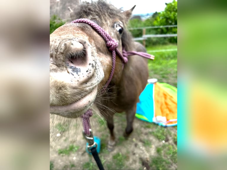 Shetlandsponnyer Blandning Valack 12 år 114 cm in Oberhautzental