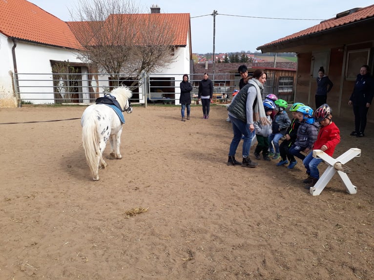 Shetlandsponnyer Valack 13 år 110 cm Leopard-Piebald in Daiting