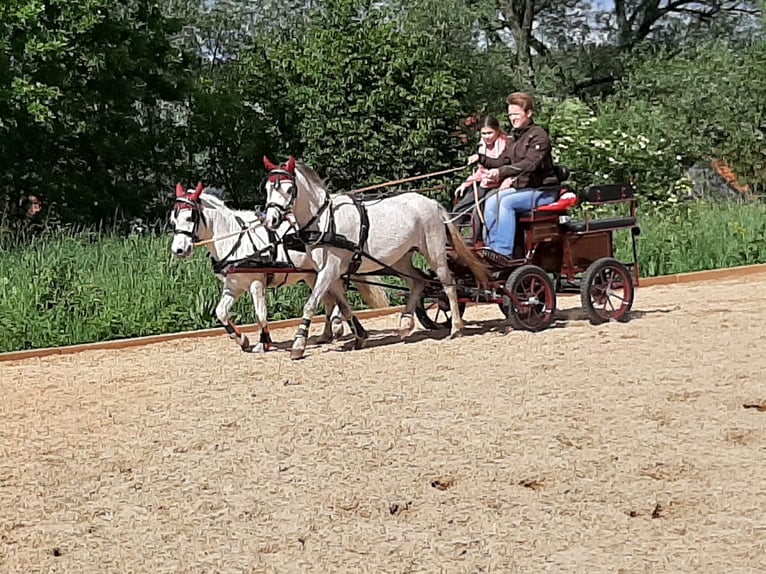 Shetlandsponnyer Valack 13 år 110 cm Leopard-Piebald in Daiting