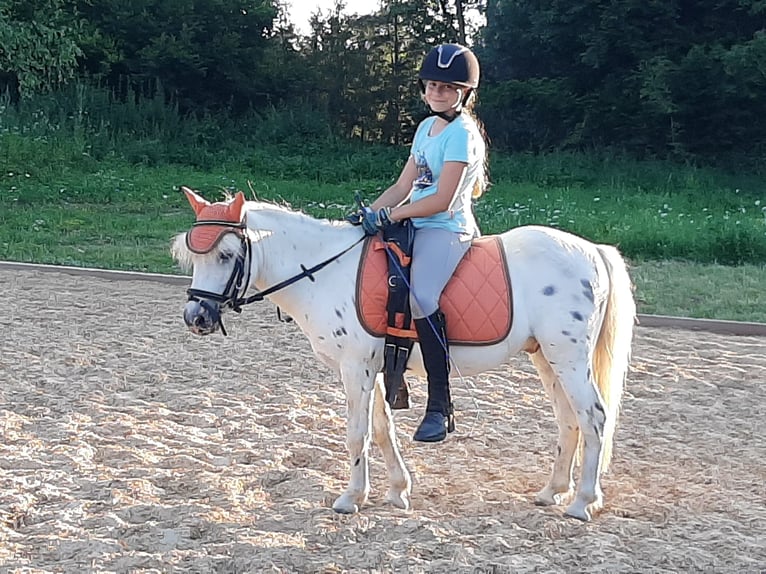 Shetlandsponnyer Valack 13 år 110 cm Leopard-Piebald in Daiting