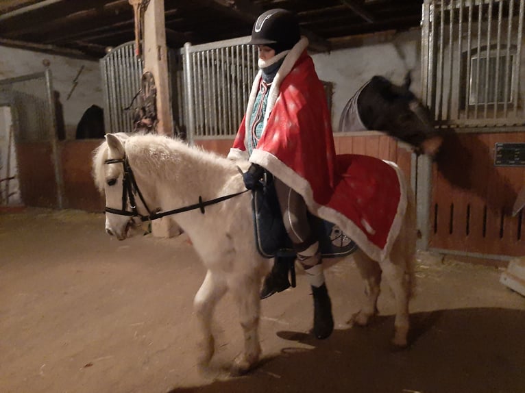 Shetlandsponnyer Valack 13 år 110 cm Leopard-Piebald in Daiting