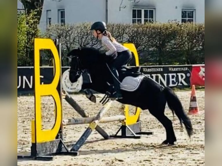 Shetlandsponnyer Blandning Valack 14 år 115 cm Svart in Dortmund