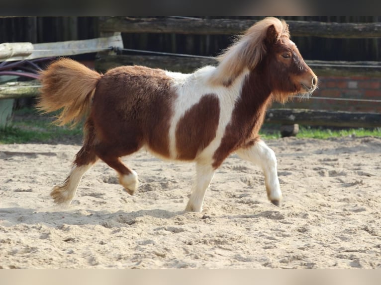 Shetlandsponnyer Valack 1 år 98 cm Pinto in Hamburg Lemsahl-Mellingstedt