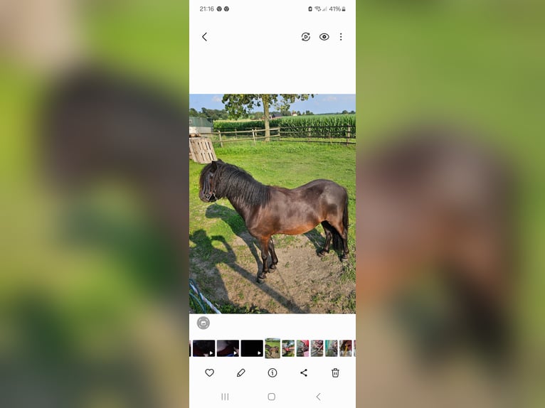 Shetlandsponnyer Valack 2 år 108 cm Svart in Werne