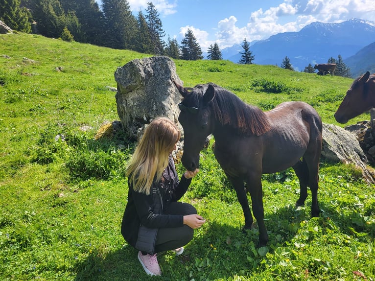 Shetlandsponnyer Blandning Valack 2 år 120 cm Svart in Fließfliess