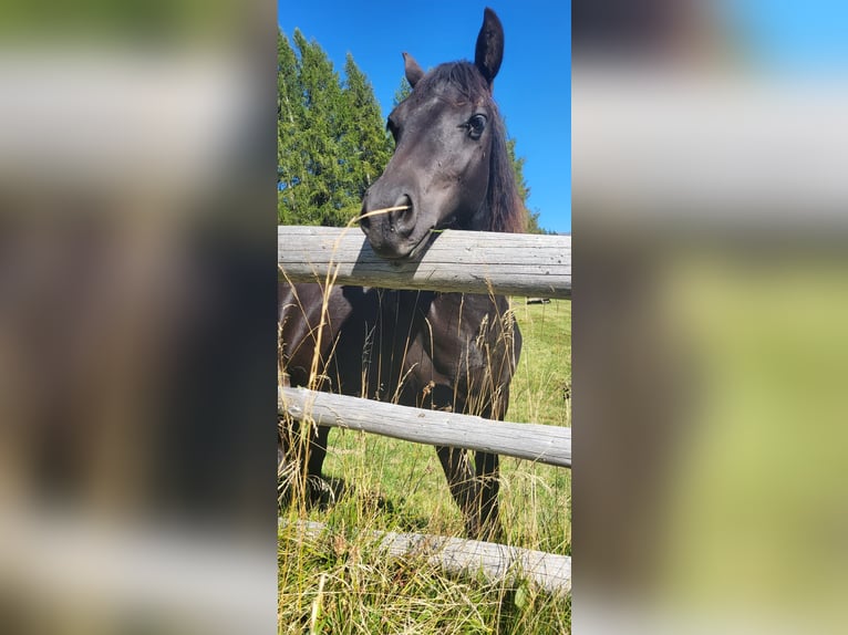 Shetlandsponnyer Blandning Valack 2 år 120 cm Svart in Fließfliess