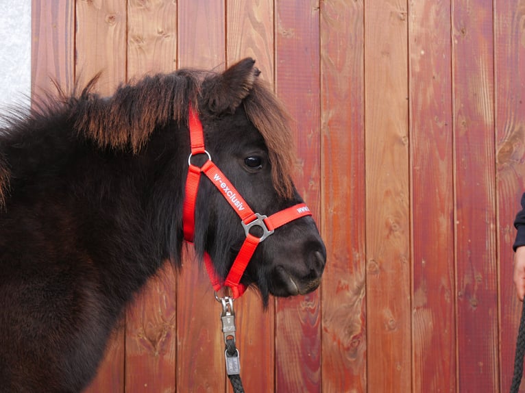 Shetlandsponnyer Valack 3 år 100 cm in Dorsten