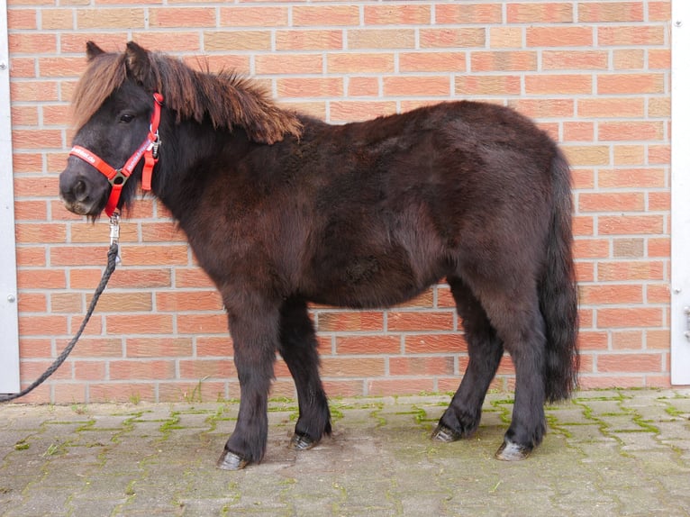 Shetlandsponnyer Valack 3 år 100 cm in Dorsten