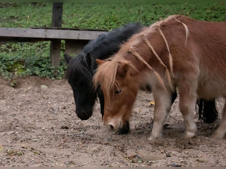 Shetlandsponnyer Valack 3 år 90 cm Svart in Bruchsal