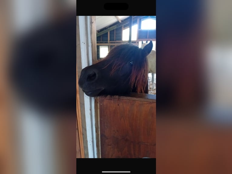 Shetlandsponnyer Valack 3 år 95 cm Brun in Streefkerk