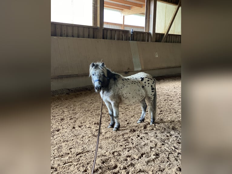 Shetlandsponnyer Valack 4 år 110 cm Pinto in Aalen