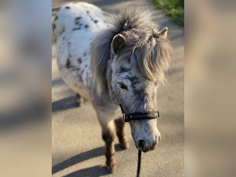 Shetlandsponnyer Valack 4 år 110 cm Pinto in Aalen