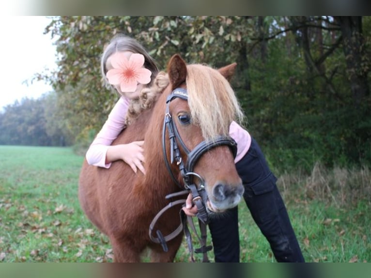 Shetlandsponnyer Blandning Valack 5 år 90 cm in Tobaj