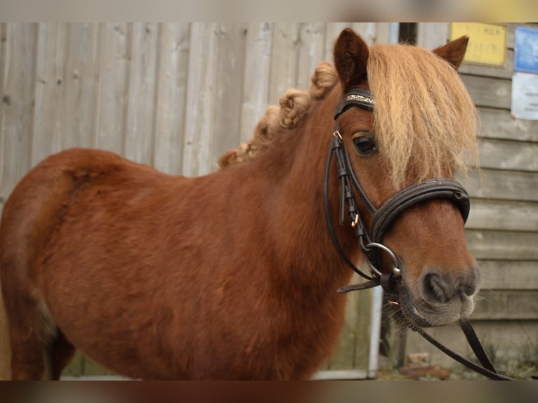 Shetlandsponnyer Blandning Valack 5 år 90 cm in Tobaj