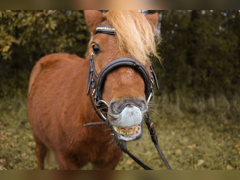 Shetlandsponnyer Blandning Valack 5 år 90 cm in Tobaj