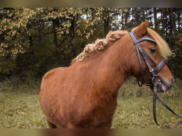 Shetlandsponnyer Blandning Valack 5 år 90 cm in Tobaj