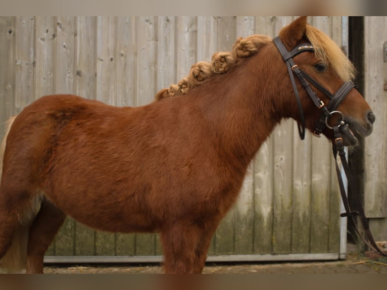 Shetlandsponnyer Blandning Valack 5 år 90 cm in Tobaj