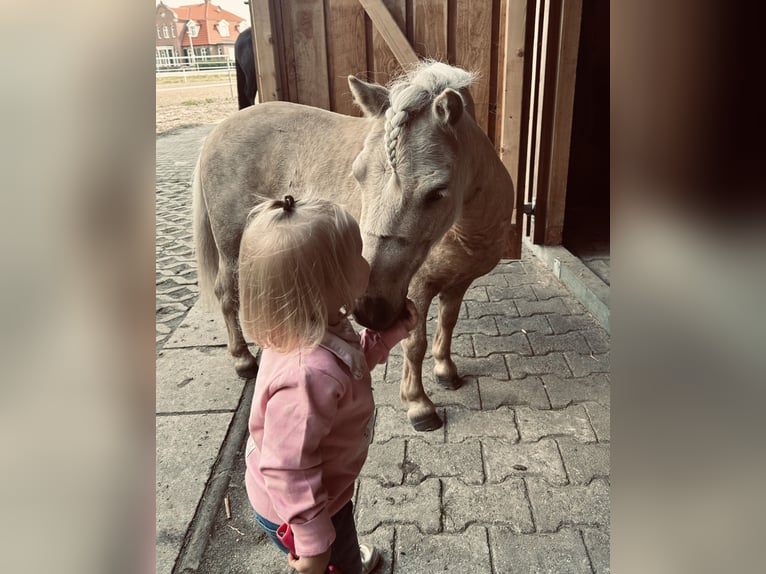 Shetlandsponnyer Valack 5 år 95 cm Palomino in Oberlangen